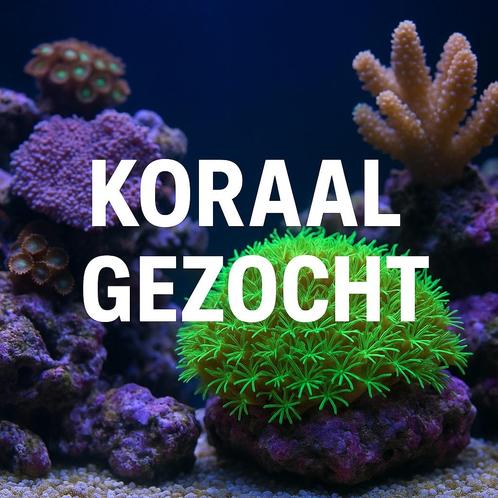 Koraal en vissen gezocht, Dieren en Toebehoren, Vissen | Aquariumvissen, Zoutwatervis, Overige typen