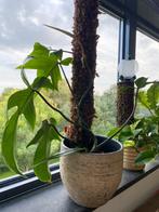 Plantensteun | Mosstok | Mospaal | Plantenstok | Sphagnum, Huis en Inrichting, Verzenden, Overige soorten, Minder dan 100 cm