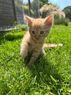 Kittens te koop, Dieren en Toebehoren, Katten en Kittens | Overige Katten, Meerdere dieren, Kortharig, 0 tot 2 jaar