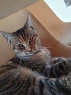 Poes rood/zwart cypers, Dieren en Toebehoren, Katten en Kittens | Overige Katten, Poes, Kortharig, 0 tot 2 jaar