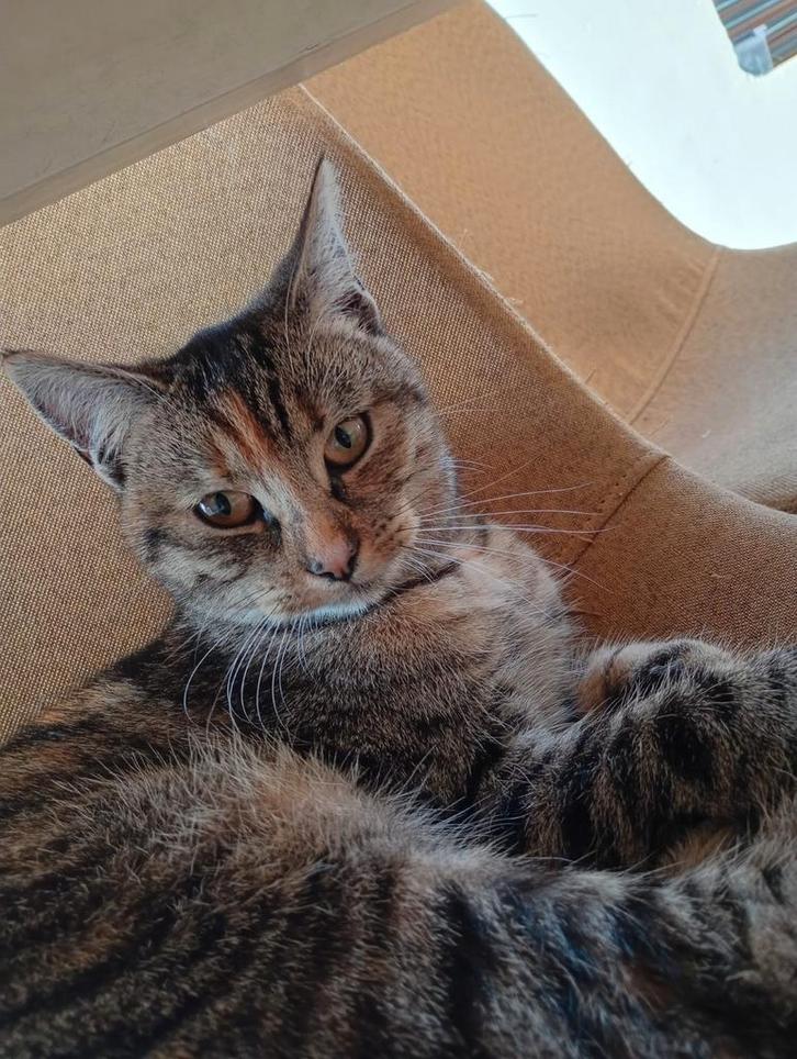 Poes rood/grijs cypers, Dieren en Toebehoren, Katten en Kittens | Overige Katten, Kortharig, Poes, 0 tot 2 jaar