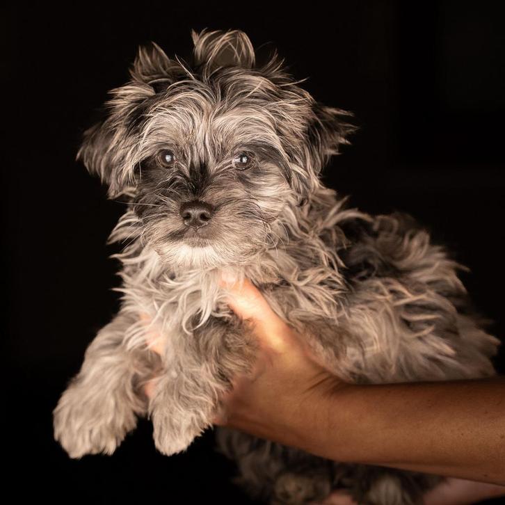 Schattige boomer pups 2 teefjes 1 reu mogen het nest verlate, Dieren en Toebehoren, Honden | Chihuahua's en Gezelschapshonden