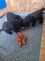 Mooie zwarte bouvier pup met stamboom, Dieren en Toebehoren, Bouvier, Reu, CDV (hondenziekte), 8 tot 15 weken