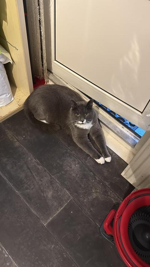 Lieve kater zoekt goed huisje, Dieren en Toebehoren, Katten en Kittens | Overige Katten, Kortharig, Kater, 0 tot 2 jaar