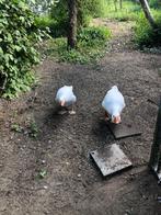 Koppel ganzen te koop, Dieren en Toebehoren, Meerdere dieren, Gans of Zwaan