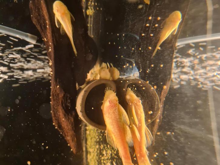 Ancistrus Albino te koop, Dieren en Toebehoren, Vissen | Aquariumvissen, Vis