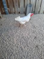 1 jonge leghorn., Dieren en Toebehoren, Vrouwelijk, Kip