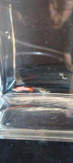 Pink endler trio met Black Dragon genen., Vis