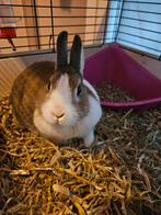 Konijn met toebehoren, Dieren en Toebehoren, Konijnen, Vrouwelijk