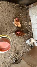 Aangeboden, Dieren en Toebehoren