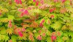 japanse esdoorns verschillende kleuren en soorten, Tuin en Terras, Minder dan 100 cm, Overige soorten, Ophalen of Verzenden