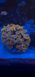 Coral frags beschikbaar, Dieren en Toebehoren, Ophalen, Nieuw