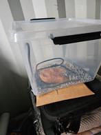 Vervoerbox met warmte dteen reptiel amfibieën, Dieren en Toebehoren, Reptielen en Amfibieën | Toebehoren, Zo goed als nieuw, Ophalen