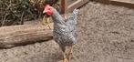 Amrock krielen, Dieren en Toebehoren, Meerdere dieren, Kip