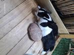 Konijnen, Dieren en Toebehoren, Konijnen, Meerdere dieren, Middelgroot, 0 tot 2 jaar
