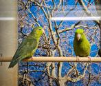Groene Forpussen, Meerdere dieren, Parkiet