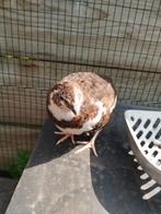 Japanse kwartel hen, Dieren en Toebehoren, Pluimvee, Vrouwelijk, Overige soorten
