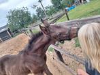 Chique merrie veulen, dressuur gefokt., Dieren en Toebehoren, Paarden, Merrie, Dressuurpaard, 0 tot 2 jaar