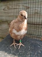 Japanse kwartel hen, Dieren en Toebehoren, Pluimvee, Vrouwelijk, Overige soorten