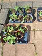 Groente tuin plantjes stekjes aardbei kool tomaat, Ophalen, Volle zon, Groenteplanten, Eenjarig