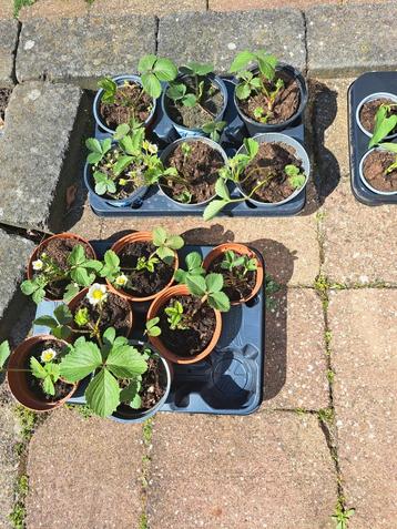 Groente tuin plantjes stekjes aardbei kool tomaat beschikbaar voor biedingen