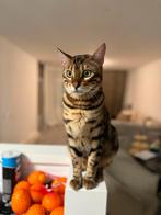 Bengaalse kater mannetje van 2 jaar oud, Dieren en Toebehoren, Katten en Kittens | Overige Katten, Kater