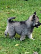 Wolfsgrauwe keeshond puppy's pups, Dieren en Toebehoren, Honden | Poolhonden, Keeshonden en Oertypen, Keeshond, 8 tot 15 weken