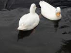 Kwakers kwakertjes, Dieren en Toebehoren, Pluimvee, Meerdere dieren