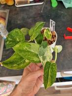 Scindapsus halimoon salaka plantje, Ophalen of Verzenden, Overige soorten, Minder dan 100 cm