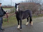 Twee en een half jarige Welsh pony.Zwart ong.1.25., Merrie, Recreatiepony