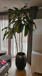 Bananenboom 190cm, Ophalen, Zo goed als nieuw, Binnen