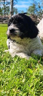 Prachtige Spaanse waterhond x Schapendoes ( klein) pups, Dieren en Toebehoren, Honden | Retrievers, Spaniëls en Waterhonden, Nederland