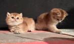 Golden Black  kittens  met stamboom!, Meerdere dieren, Gechipt, 0 tot 2 jaar