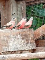 Bourke Parkiet Bourkes van Juni 2025, Dieren en Toebehoren, Vogels | Parkieten en Papegaaien, Meerdere dieren, Parkiet, Geringd