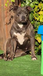 Pups op komst !, CDV (hondenziekte), 8 tot 15 weken, American Staffordshire Terriër, Teef