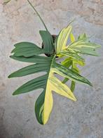 Philodendron pedatum VARIEGATA, Huis en Inrichting, Ophalen of Verzenden, Halfschaduw, Minder dan 100 cm