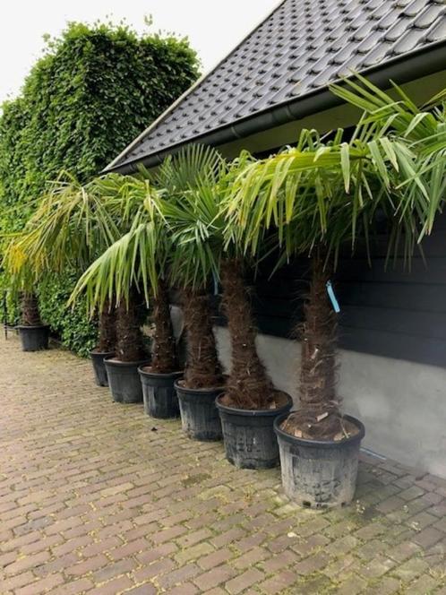Palm, Trachycarpus fortunei, Chinese henneppalm, vele maten!, Tuin en Terras, Planten | Tuinplanten, Vaste plant, Overige soorten
