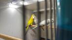 Gezocht: muisparkieten,pyrrura forpussen enz, Dieren en Toebehoren, Meerdere dieren, Parkiet