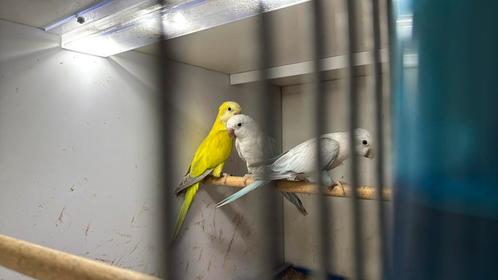 Gezocht: muisparkieten,pyrrura forpussen enz, Dieren en Toebehoren, Vogels | Parkieten en Papegaaien, Parkiet, Meerdere dieren