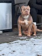 American Bully Standaard XL teef - Amerikaanse Bully, Dieren en Toebehoren, 15 weken tot 1 jaar, Teef, Parvo, Bulldog