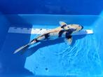 Shiro Utsuri koi 50CM, Dieren en Toebehoren, Vissen | Vijvervissen, Karper of Koi