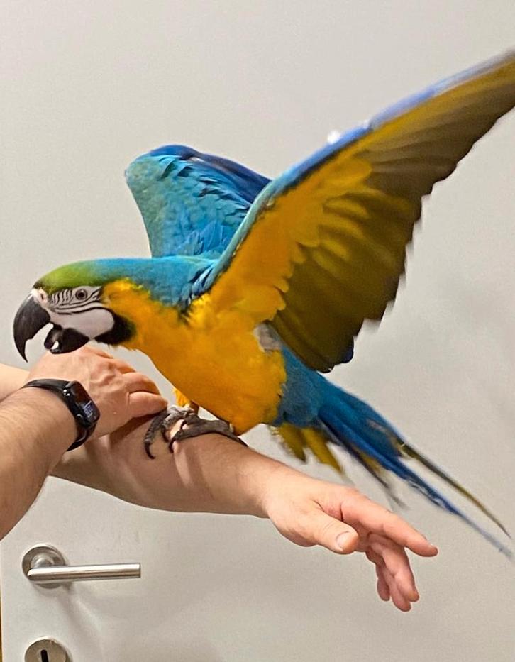 Jonge tamme baby blauw gele Ara's in diverse leeftijden, Dieren en Toebehoren, Vogels | Parkieten en Papegaaien, Papegaai, Meerdere dieren