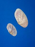 Gari occidens, Ophalen of Verzenden, Schelp(en)