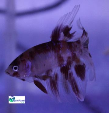 Betta - Koi Veiltail beschikbaar voor biedingen