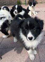 Border collie puppy’s, Dieren en Toebehoren, 8 tot 15 weken, Collie, Meerdere, Meerdere dieren