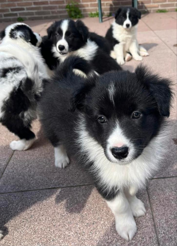 Border collie puppy’s, Dieren en Toebehoren, Honden | Herdershonden en Veedrijvers, Meerdere dieren, Collie, Particulier, Meerdere