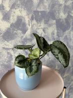 Kamerplant: Scindapsus pictus “satin pothos”, Ophalen, Overige soorten, Halfschaduw, In pot