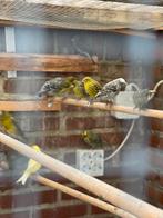 Bieden kanaries poppen en mannen beëindigen hobby, Dieren en Toebehoren, Vogels | Kanaries, Mannelijk, Kleurkanarie