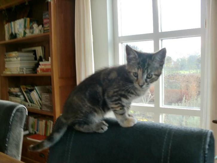 MAINCOON KITTENS, Dieren en Toebehoren, Katten en Kittens | Raskatten | Langhaar, Poes, 0 tot 2 jaar, Gechipt, Ontwormd, Ingeënt