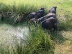Knal actie 10 worsten waterbuffel kalfsvlees plus 2 gratis, Ophalen